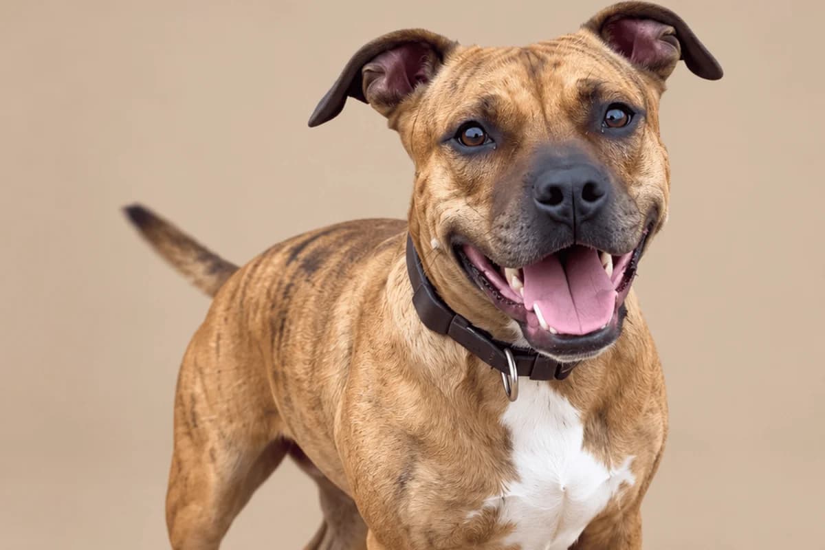 LAGERTHA, female Mixed Breed for adoption at CIMPA Alcalá de Henares