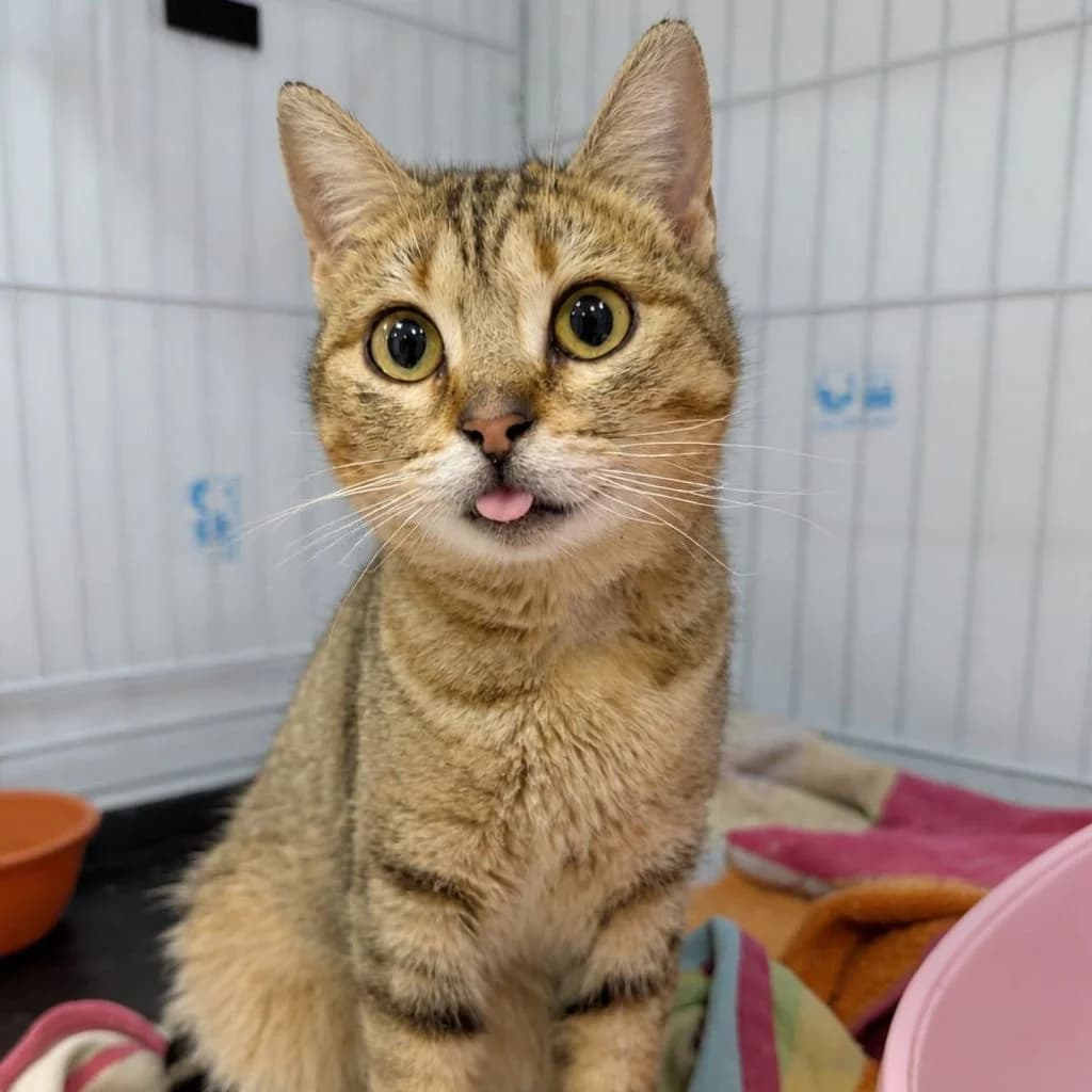 LECHUZA, female European Shorthair for adoption at CIMPA Alcalá de Henares