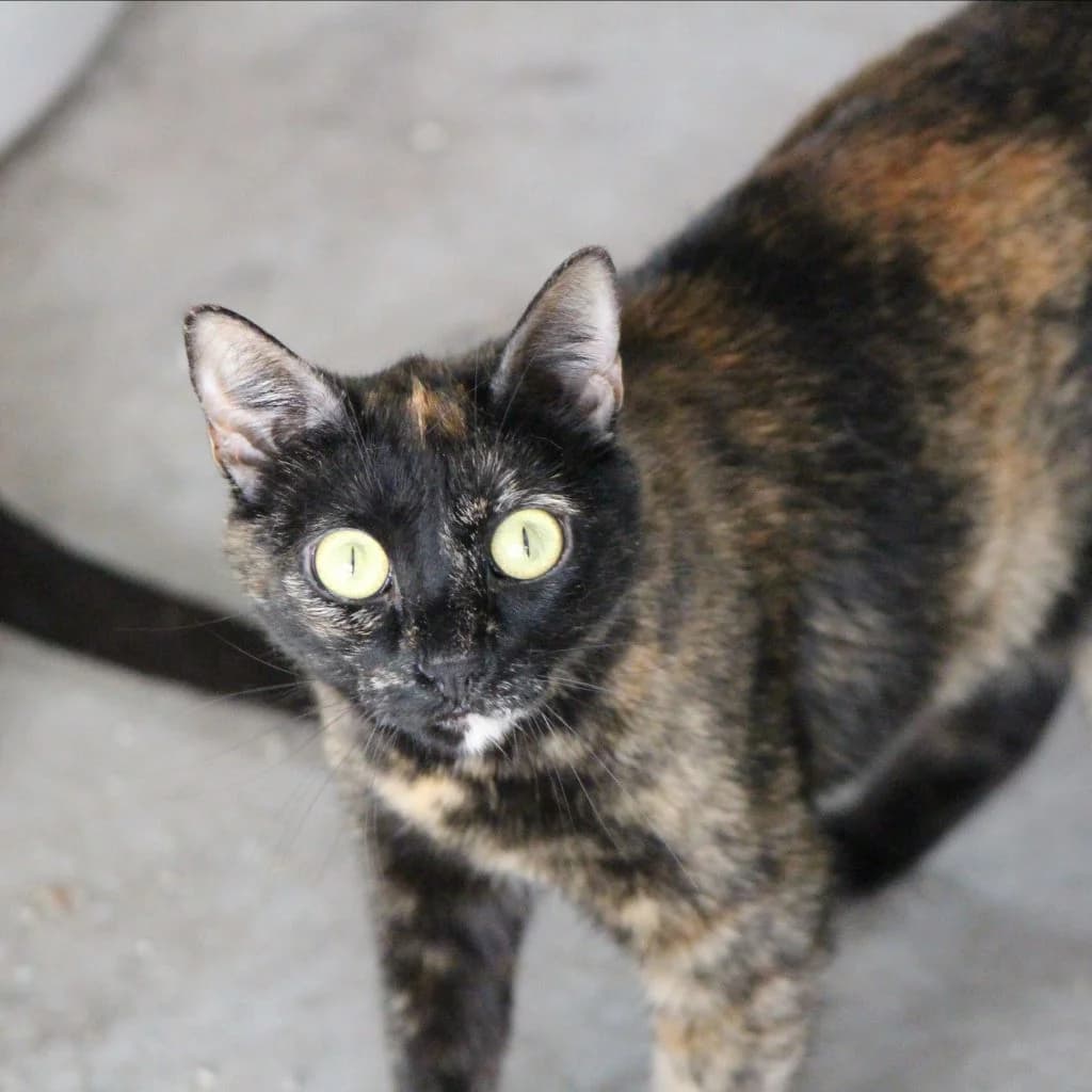 LIBÉLULA, female puppy European Shorthair for adoption at CIMPA Alcalá de Henares