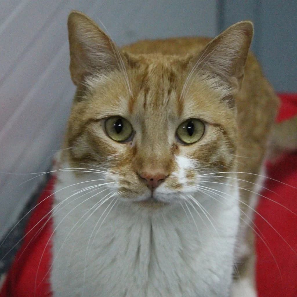 LLORÓN, male European Shorthair for adoption at CIMPA Alcalá de Henares