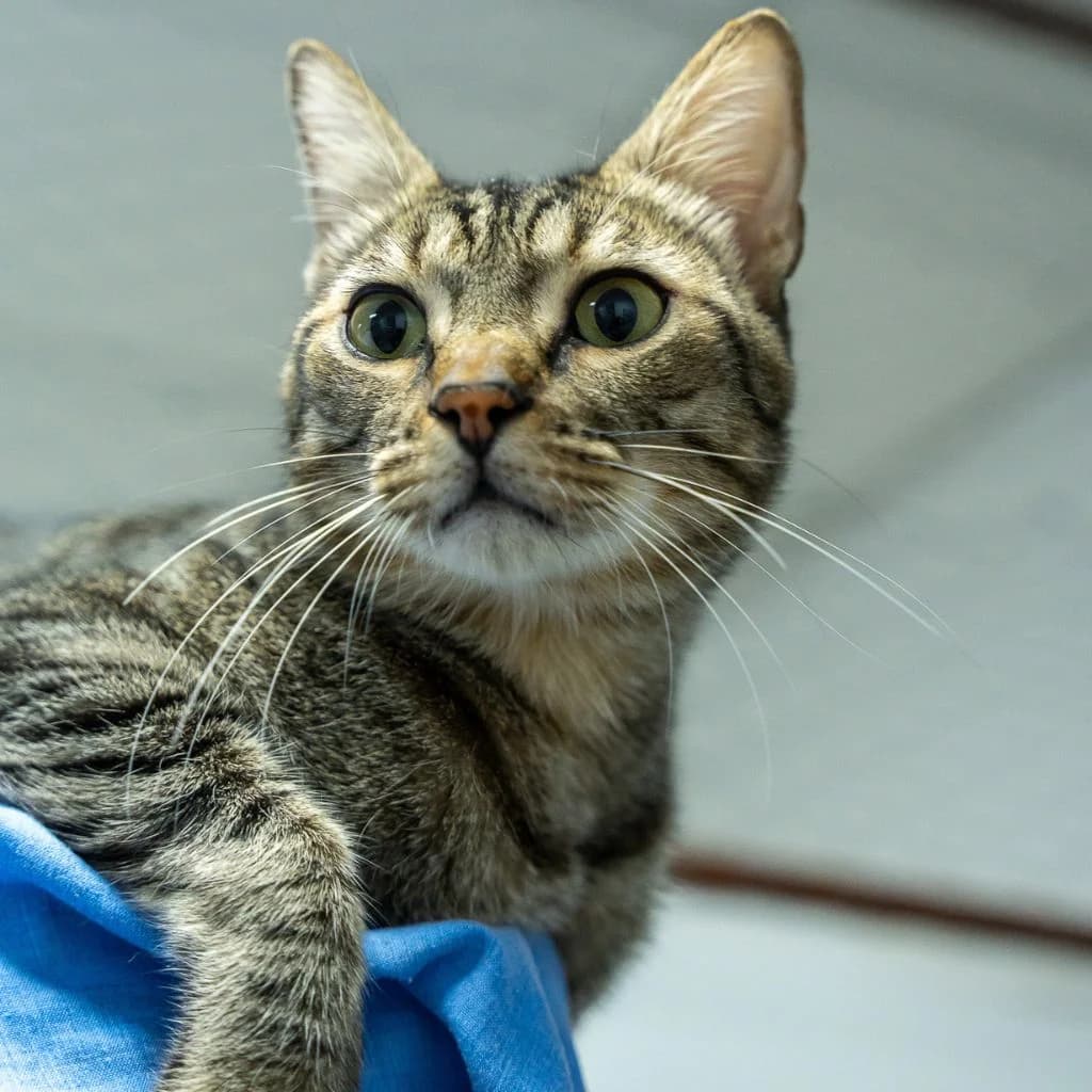 LORCA, male European Shorthair for adoption at CIMPA Alcalá de Henares
