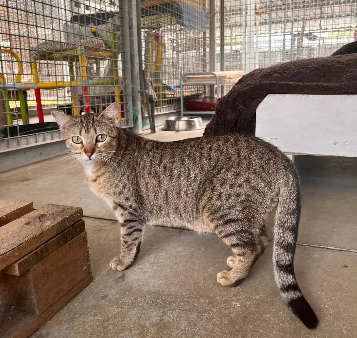 MADONNA, female European Shorthair for adoption at CIMPA Alcalá de Henares