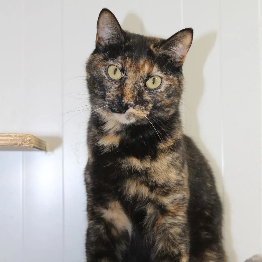 MAMASITA, female European Shorthair for adoption at CIMPA Alcalá de Henares