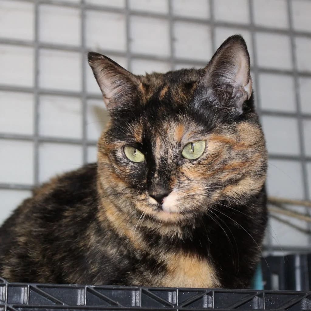 MAMI, female European Shorthair for adoption at CIMPA Alcalá de Henares