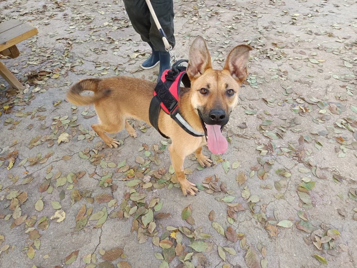 MANCHEGA, female Mixed Breed for adoption at CIMPA Alcalá de Henares