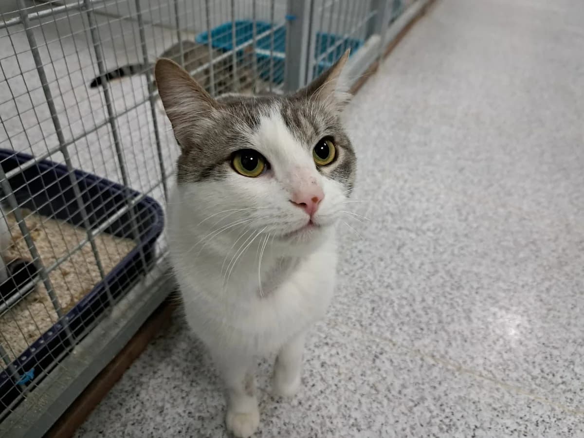 MANOLO, male European Shorthair for adoption at CIMPA Alcalá de Henares