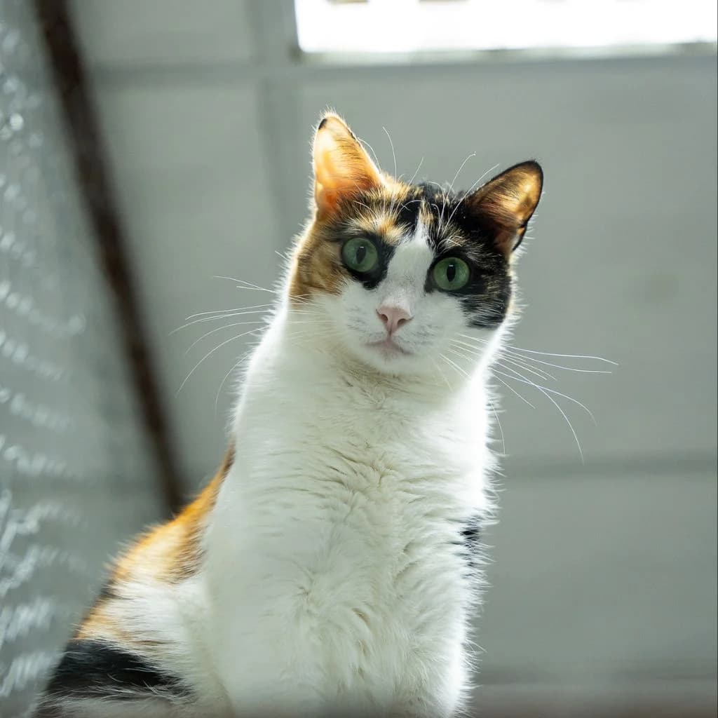MANTIS, female European Shorthair for adoption at CIMPA Alcalá de Henares