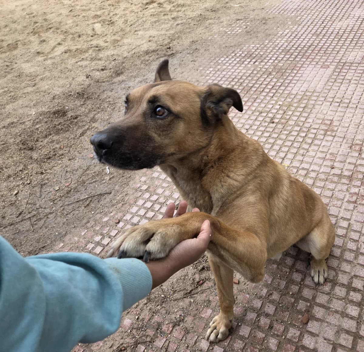 MAX, male Mixed Breed for adoption at CIMPA Alcalá de Henares