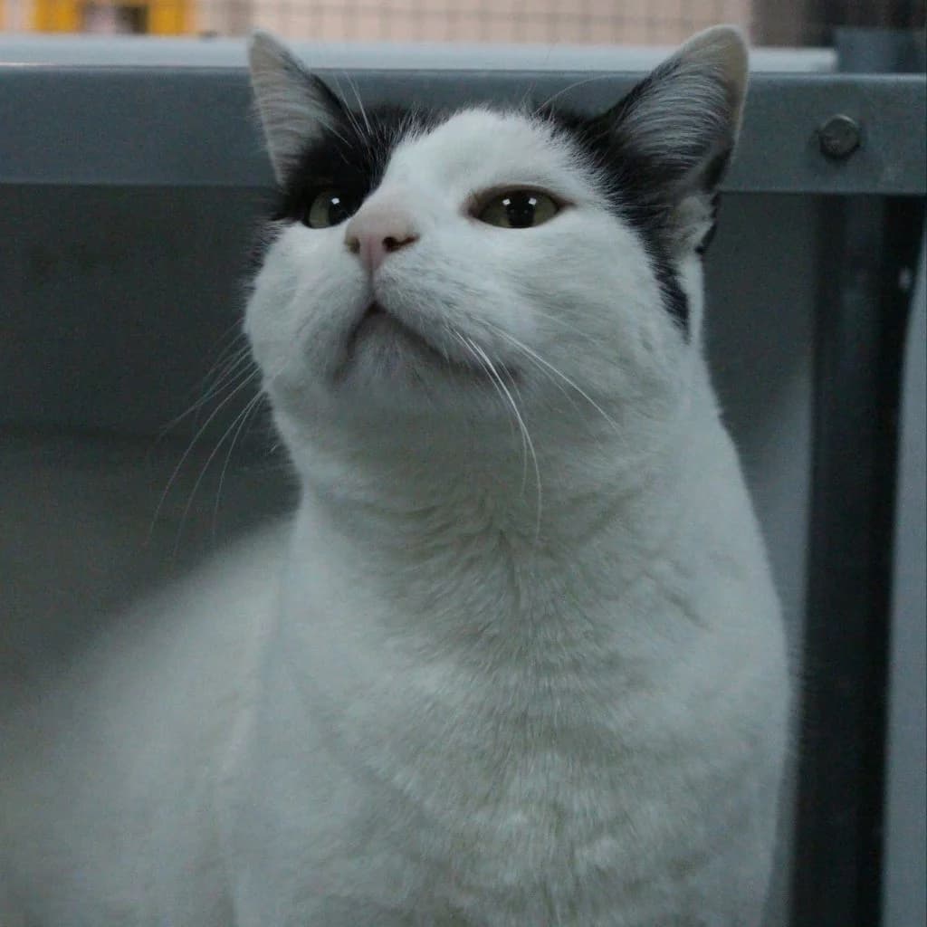 MEMBRILLO, male European Shorthair for adoption at CIMPA Alcalá de Henares