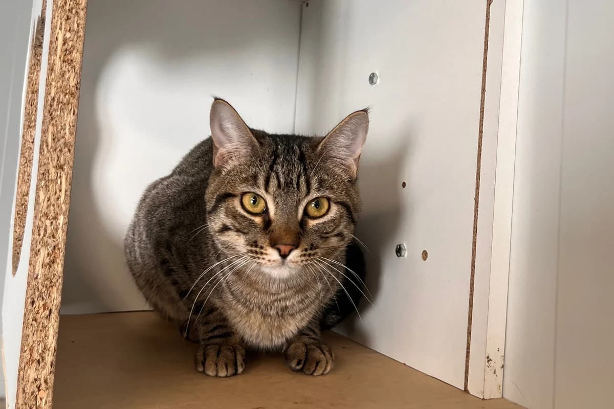 MIGAS, male European Shorthair for adoption at CIMPA Alcalá de Henares
