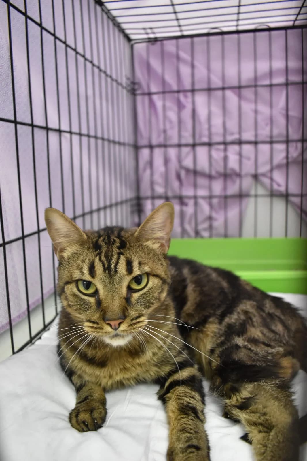 MISIFÚ, male European Shorthair for adoption at CIMPA Alcalá de Henares