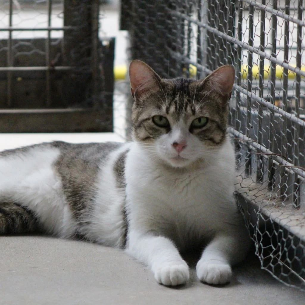 MITI, male European Shorthair for adoption at CIMPA Alcalá de Henares