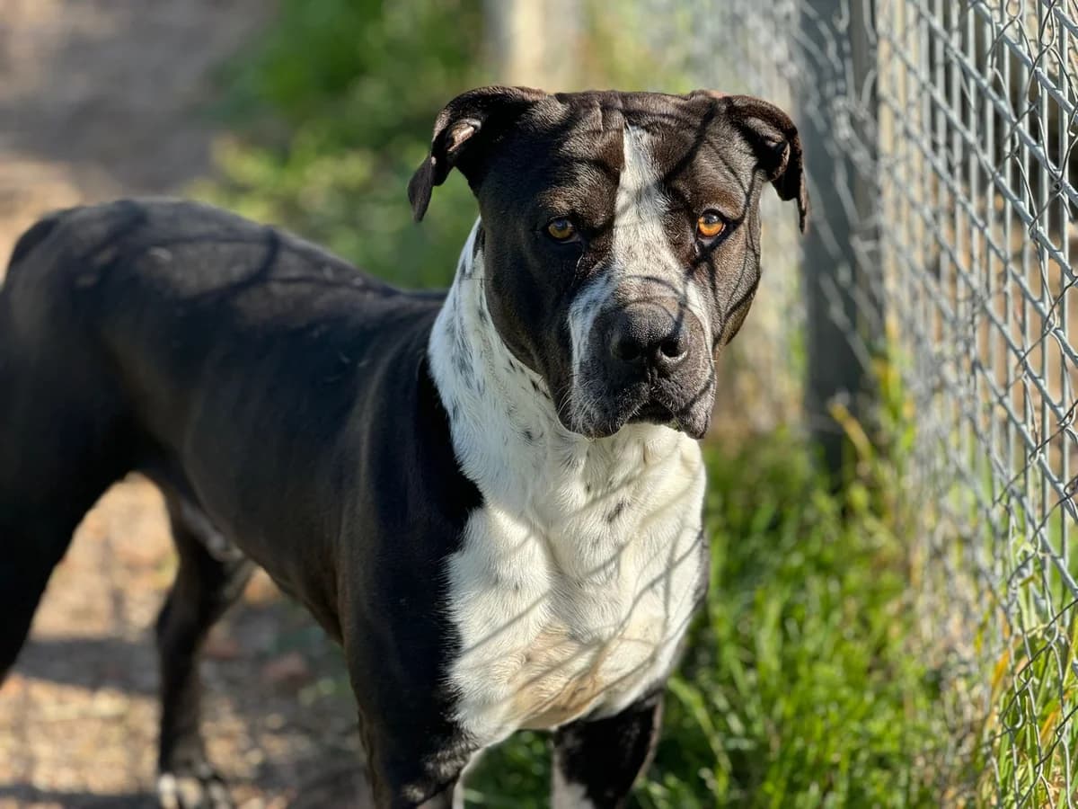 mollete, Corto Tamaño: Mediano Sexo: Macho Vacuna male Mixed Breed for adoption at CIMPA Alcalá de Henares