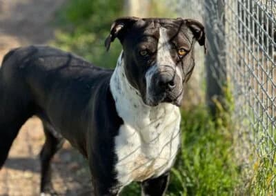 mollete, Corto Tamaño: Mediano Sexo: Macho Vacuna male 5yo Mixed Breed for adoption at CIMPA Alcalá de Henares