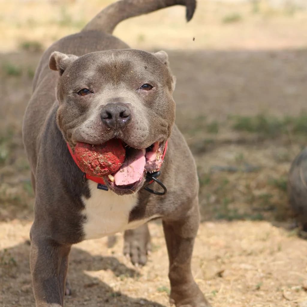 MONCHO, male American Bully for adoption at CIMPA Alcalá de Henares