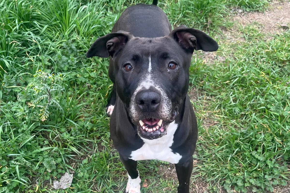 MORA, female Mixed Breed for adoption at CIMPA Alcalá de Henares
