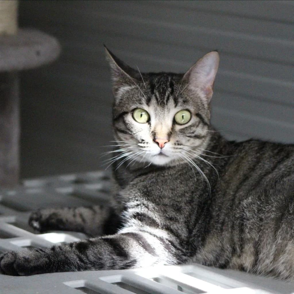 MORGANA, female European Shorthair for adoption at CIMPA Alcalá de Henares
