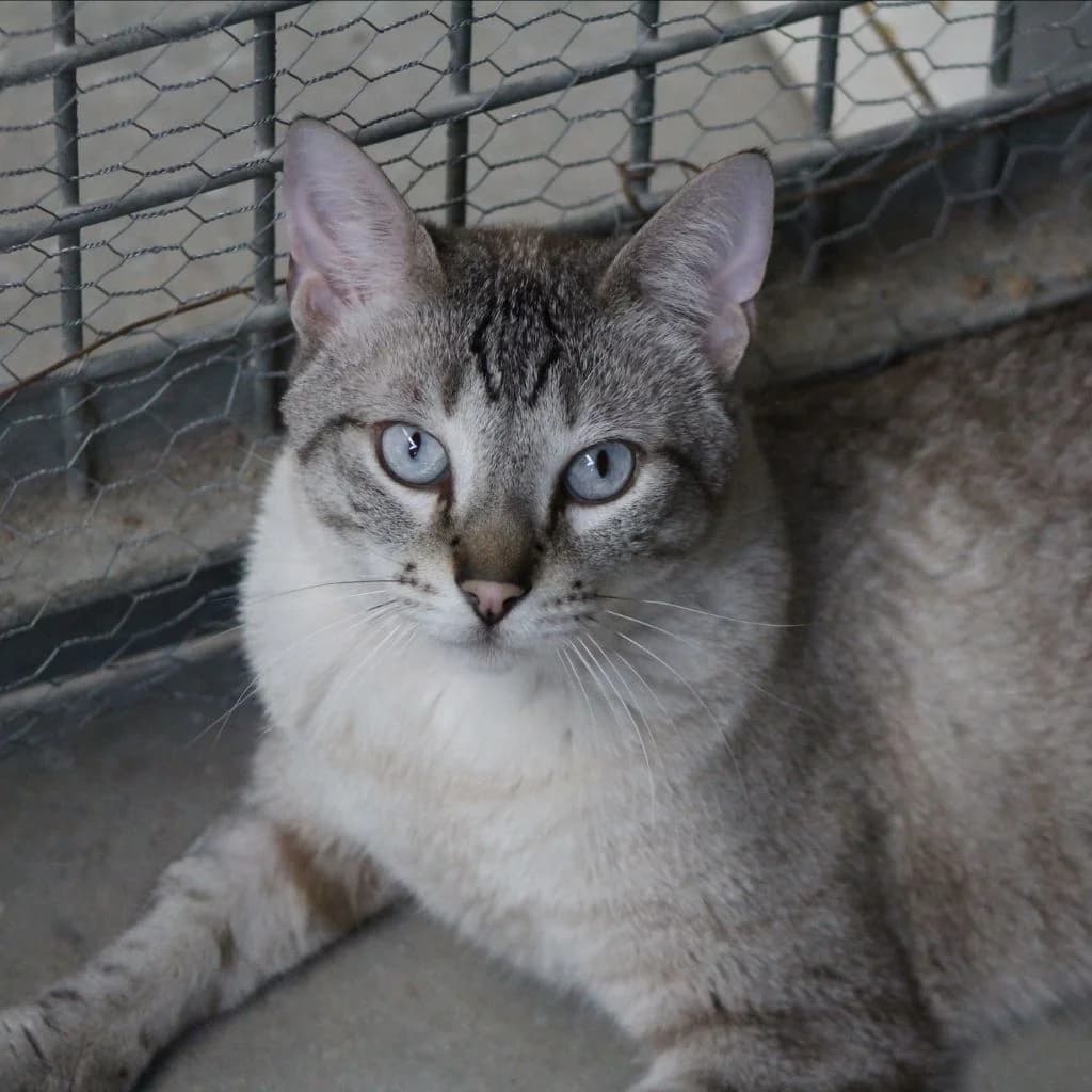 FUYUR, male Siamese for adoption at CIMPA Alcalá de Henares