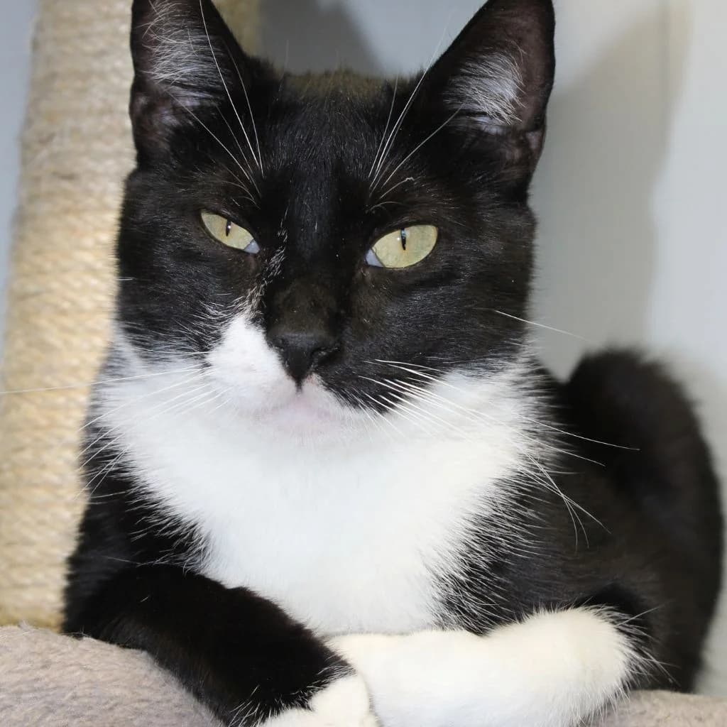 MR. POTATO, male European Shorthair for adoption at CIMPA Alcalá de Henares