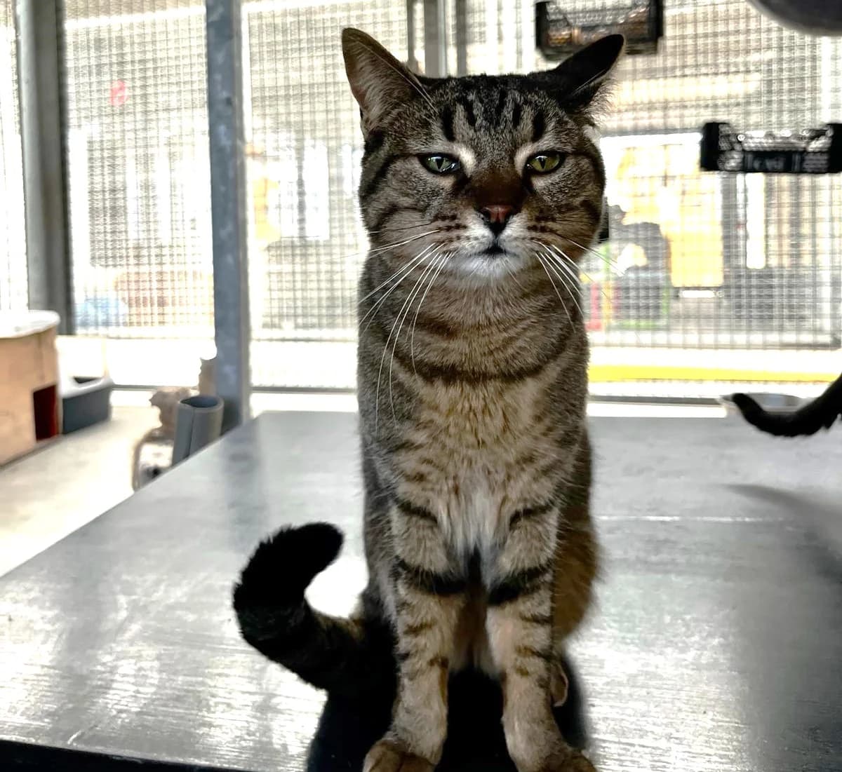 MUDENA, female European Shorthair for adoption at CIMPA Alcalá de Henares