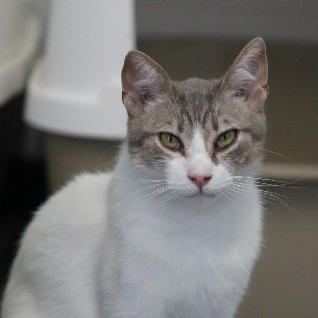 NAHIR, male European Shorthair for adoption at CIMPA Alcalá de Henares