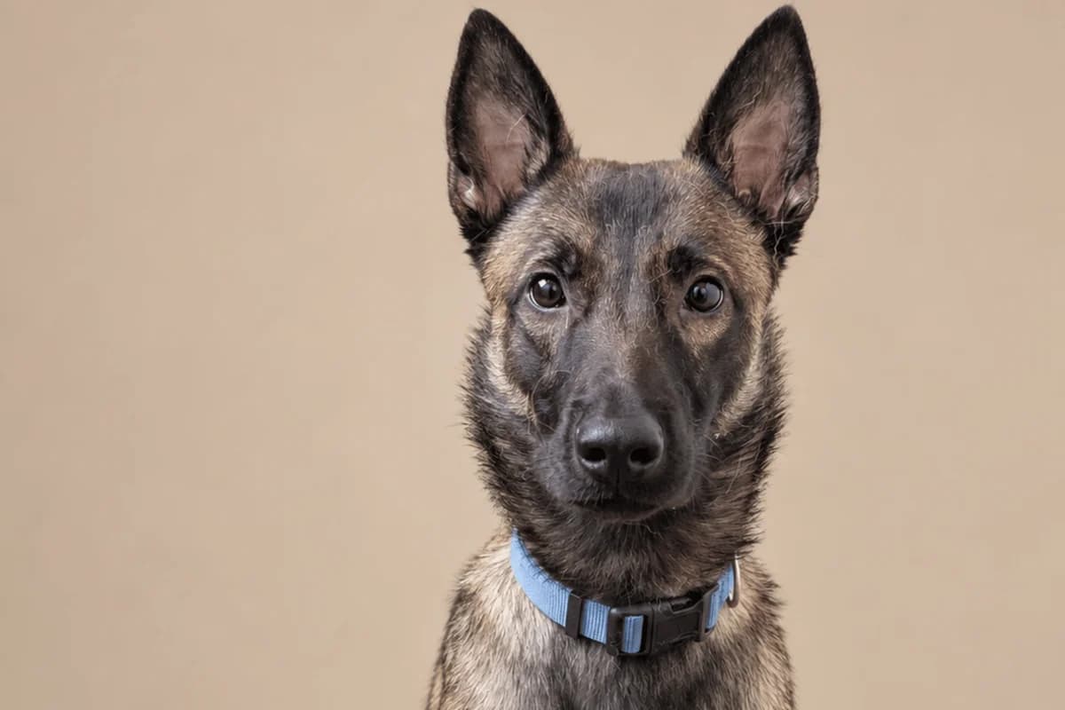 NERGAL, male Belgian Malinois for adoption at CIMPA Alcalá de Henares