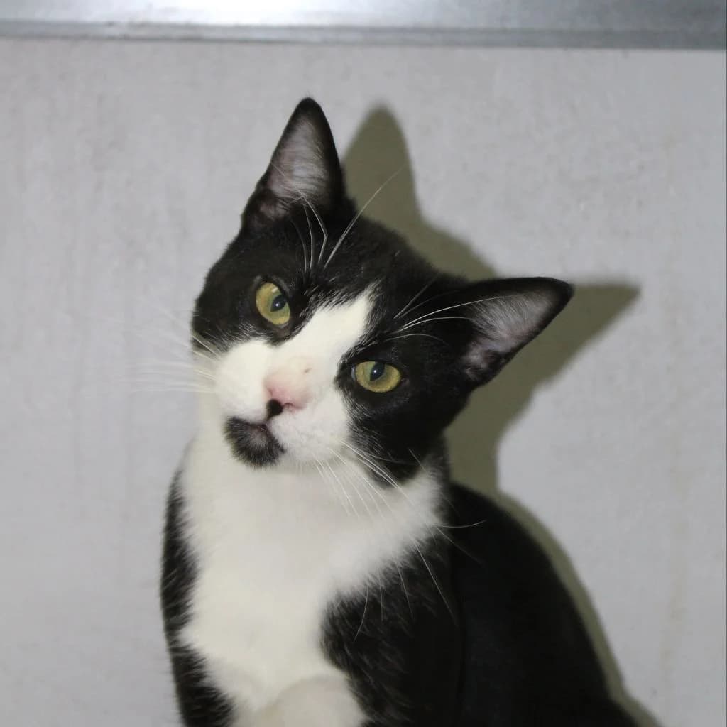 NEUTRINO, male European Shorthair for adoption at CIMPA Alcalá de Henares