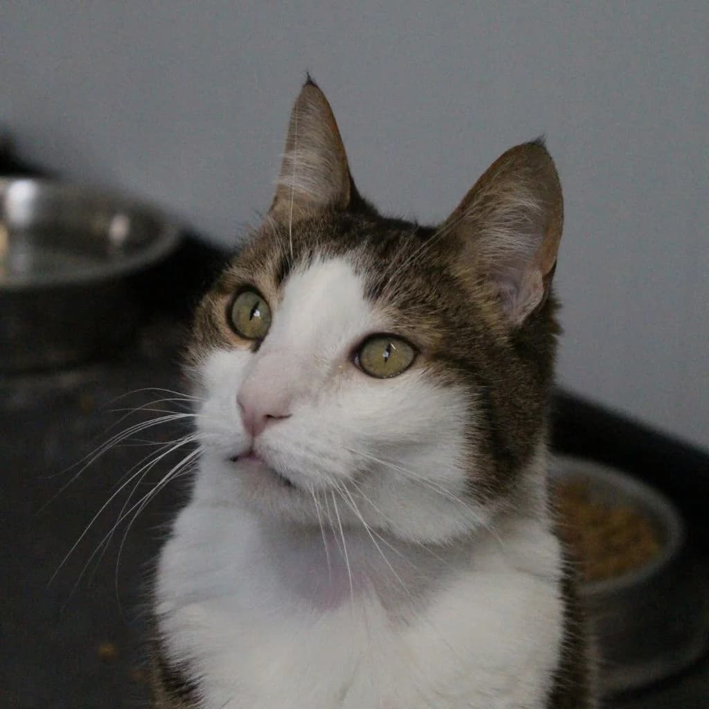 OBLIO, male European Shorthair for adoption at CIMPA Alcalá de Henares
