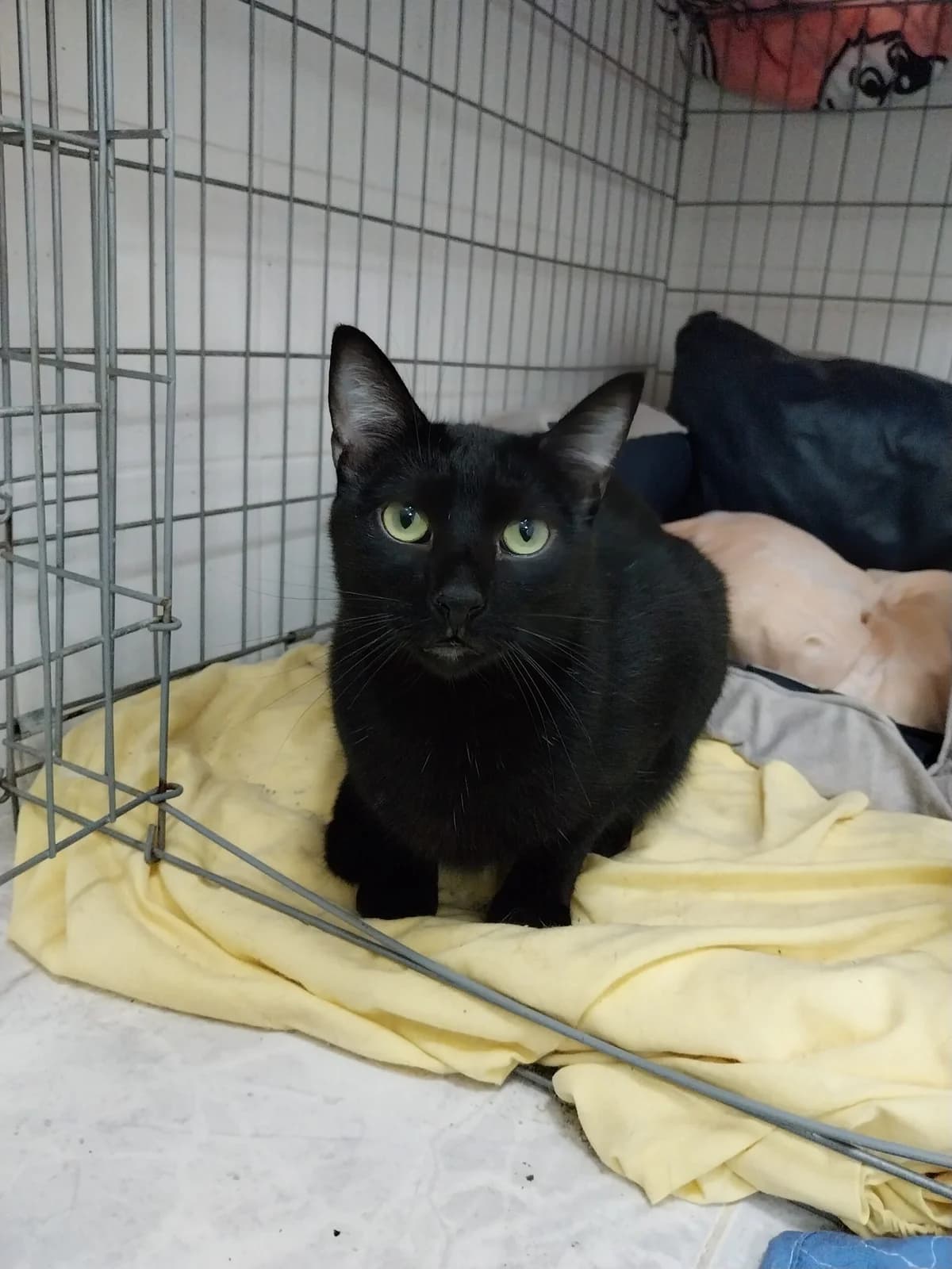 ÓNIX, male European Shorthair for adoption at CIMPA Alcalá de Henares