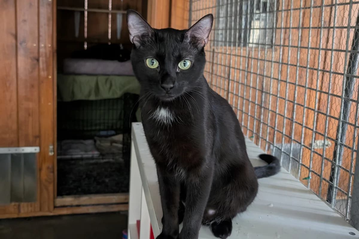 PAPI, male European Shorthair for adoption at CIMPA Alcalá de Henares
