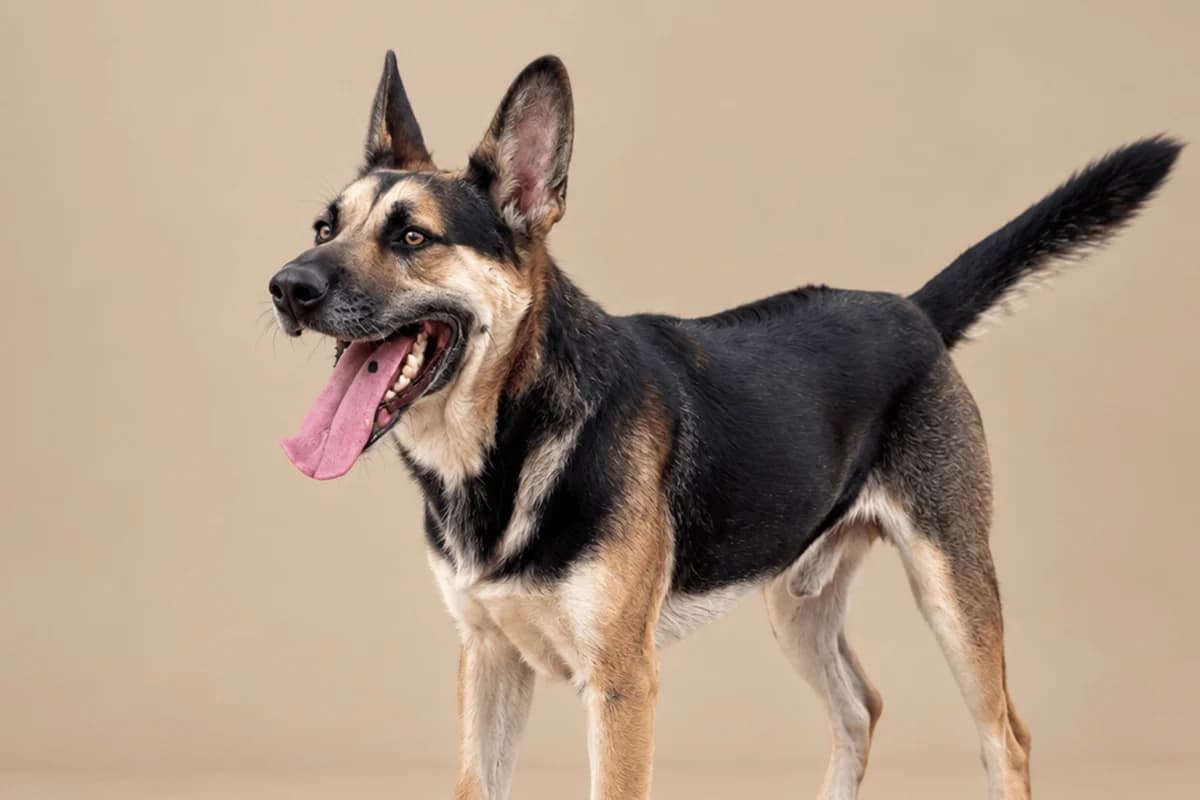 PASTER, male German Shepherd for adoption at CIMPA Alcalá de Henares