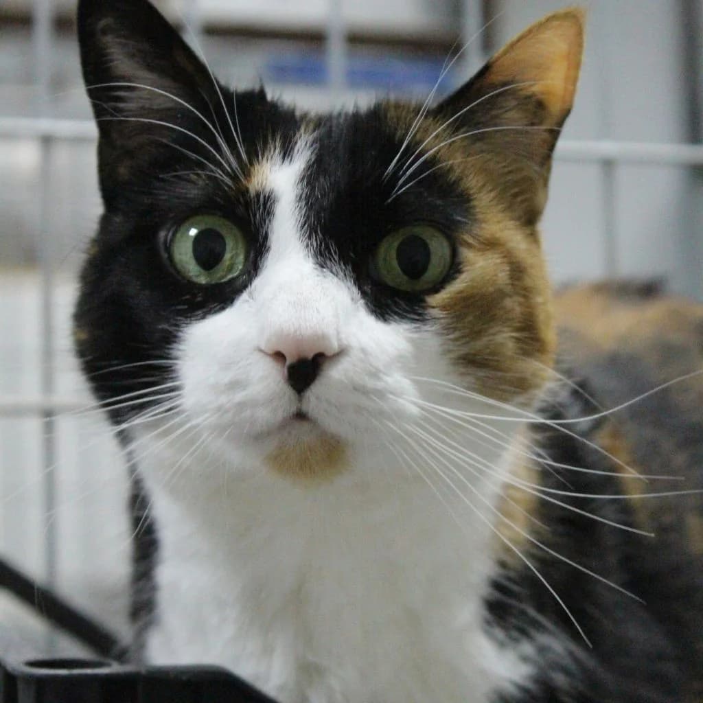 PASTORI, female European Shorthair for adoption at CIMPA Alcalá de Henares
