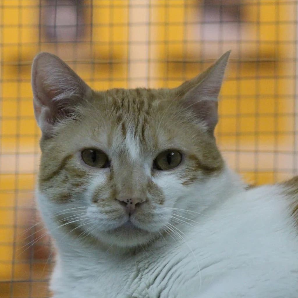 PATXI, male European Shorthair for adoption at CIMPA Alcalá de Henares