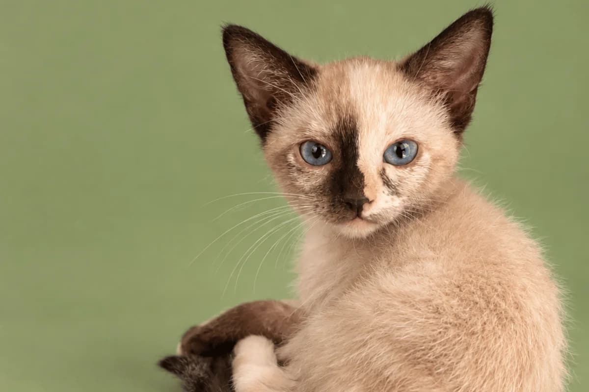 PESCAITO, female European Shorthair for adoption at CIMPA Alcalá de Henares