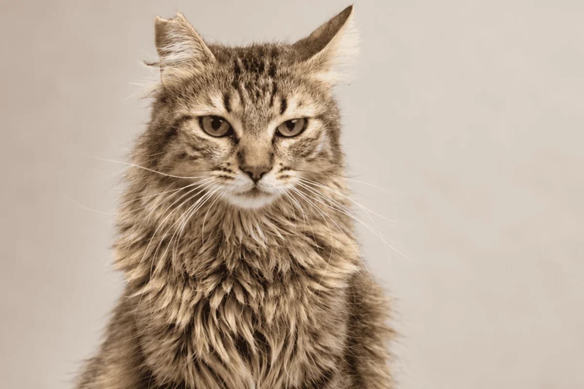 PEUGEOT, male European Shorthair for adoption at CIMPA Alcalá de Henares