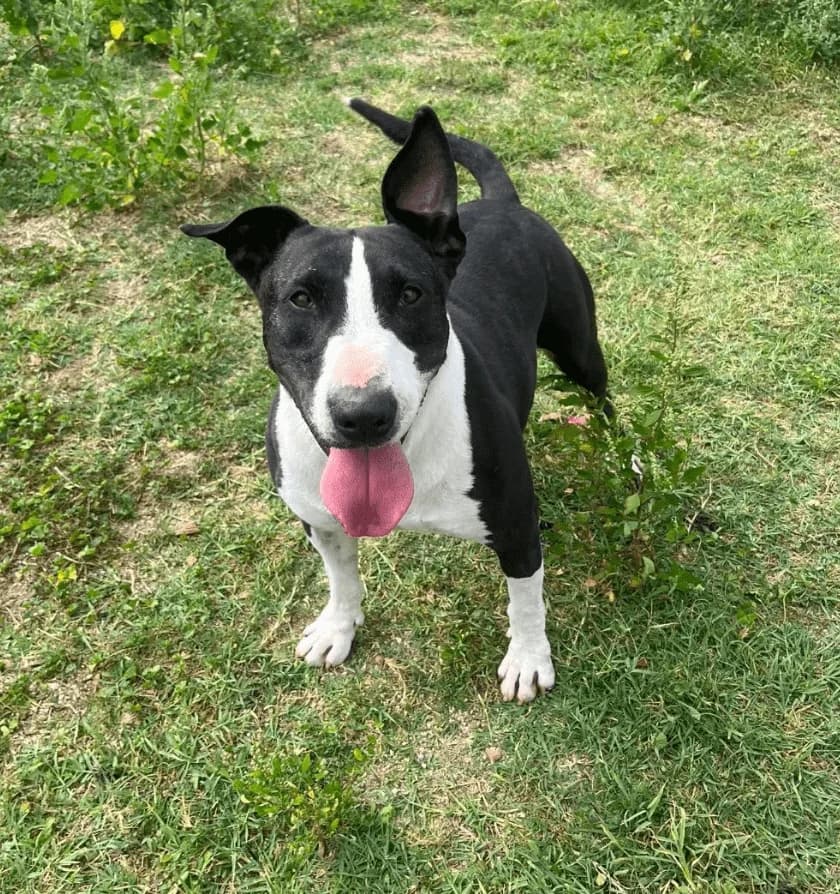 pincel, Corto Tamaño: Mediano Sexo: Macho Vacuna male senior Mixed Breed for adoption at CIMPA Alcalá de Henares