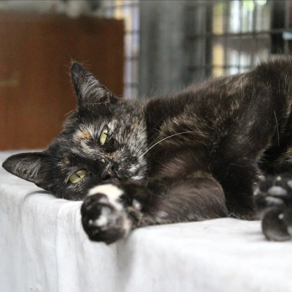 PIRULETA, female European Shorthair for adoption at CIMPA Alcalá de Henares