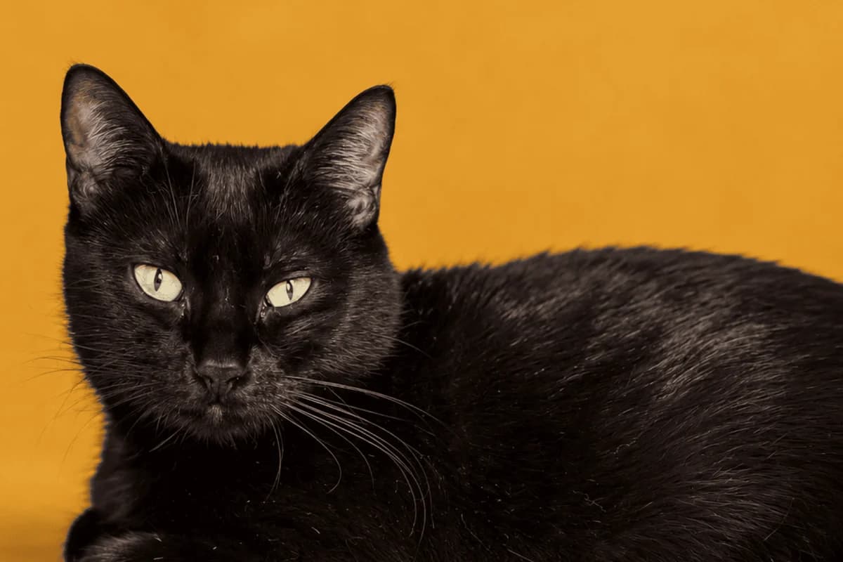 POLINA, female European Shorthair for adoption at CIMPA Alcalá de Henares