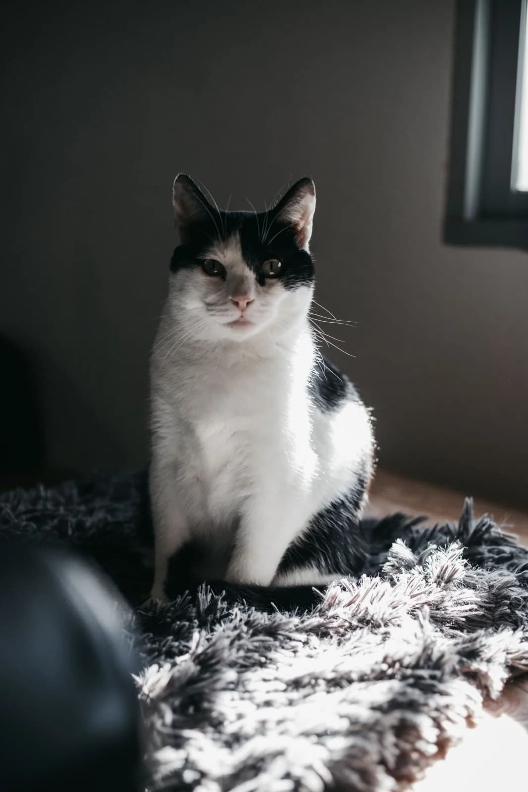 POLY, male European Shorthair for adoption at CIMPA Alcalá de Henares