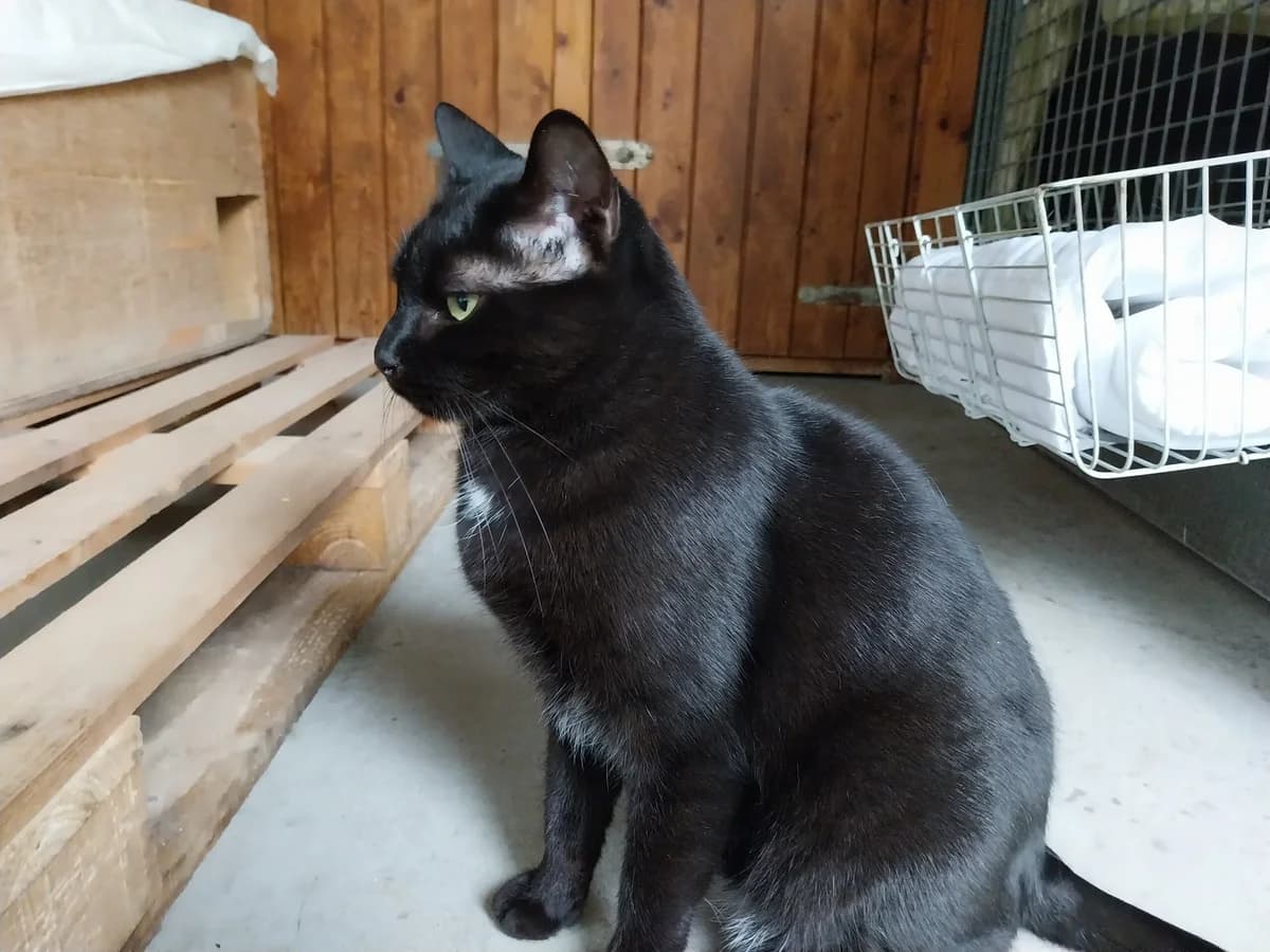 PROTA, female European Shorthair for adoption at CIMPA Alcalá de Henares