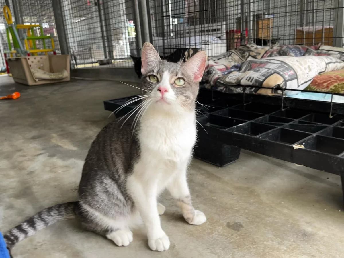 REGAN, female European Shorthair for adoption at CIMPA Alcalá de Henares
