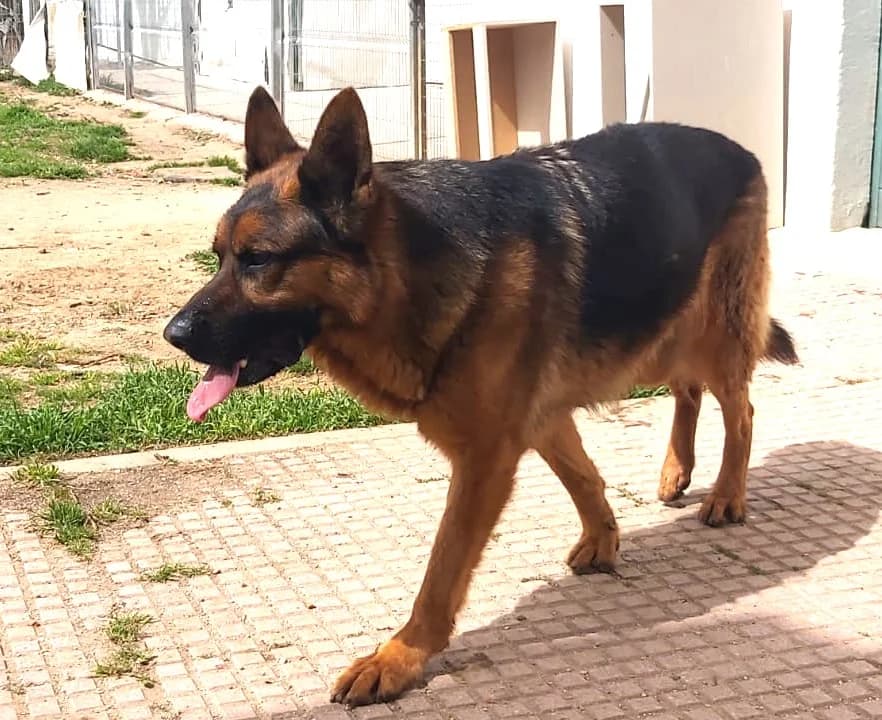 RITTER, male German Shepherd for adoption at CIMPA Alcalá de Henares