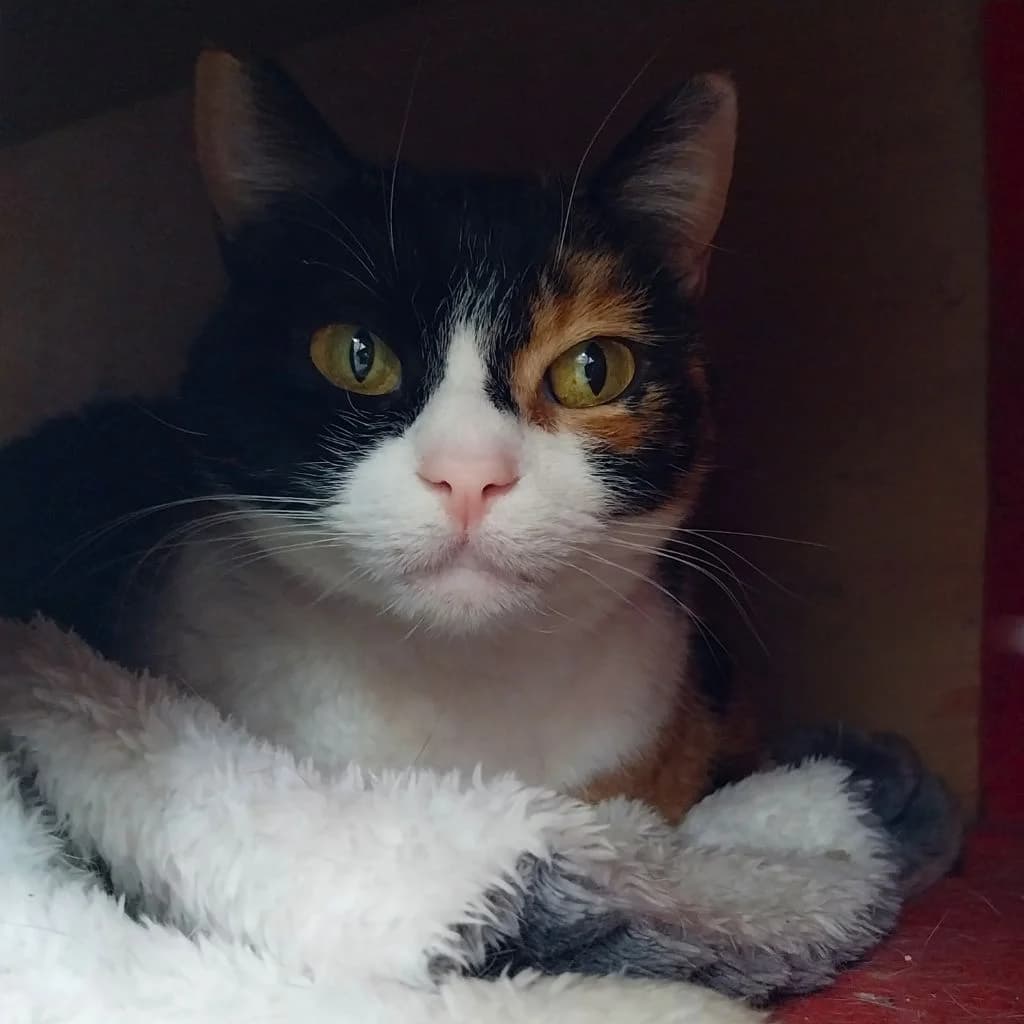 ROCÍO, female European Shorthair for adoption at CIMPA Alcalá de Henares