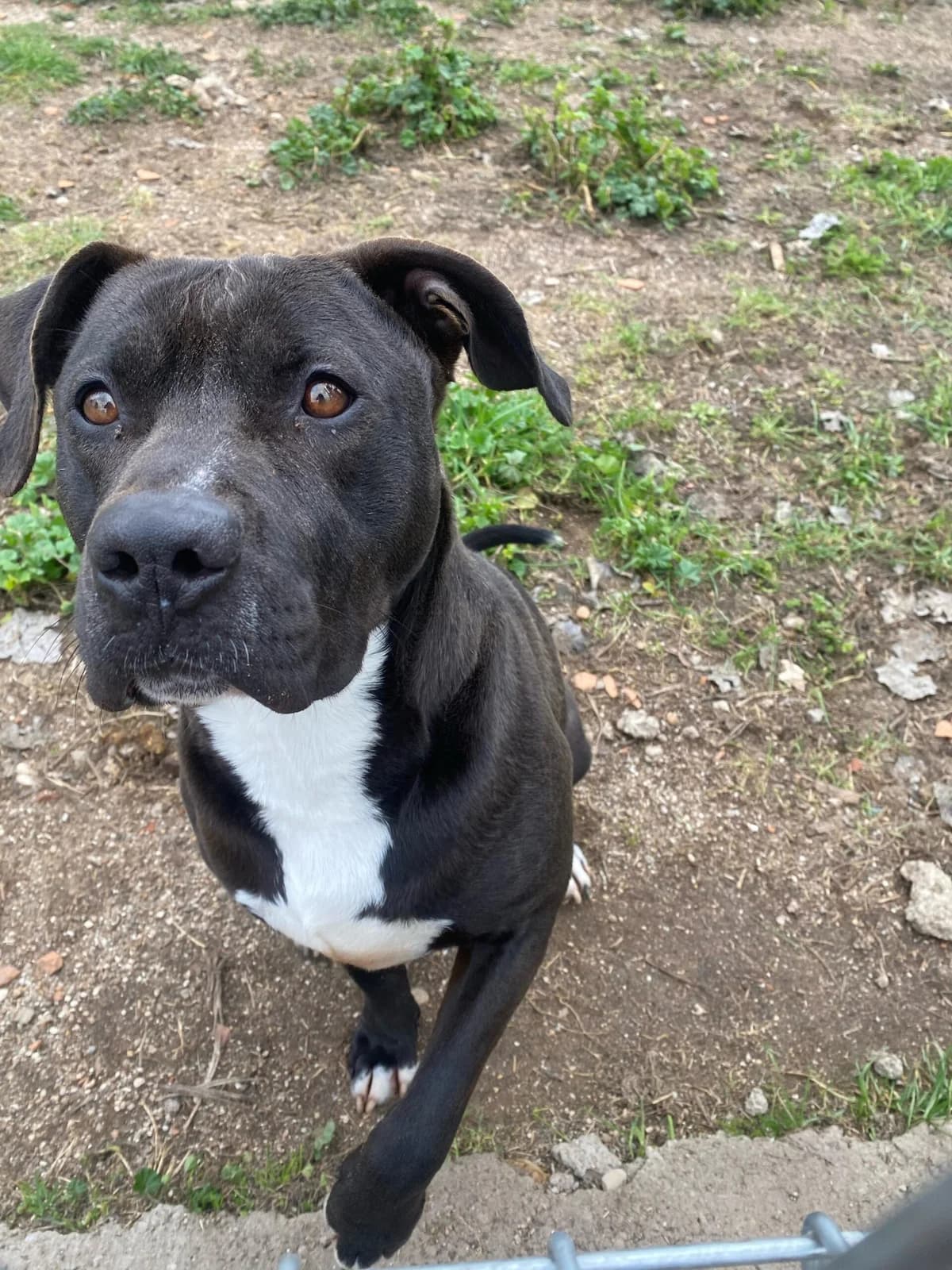 ROCKYTANO, male Mixed Breed for adoption at CIMPA Alcalá de Henares