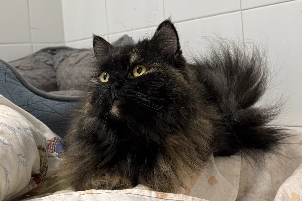 ROSUKA, female Persian for adoption at CIMPA Alcalá de Henares