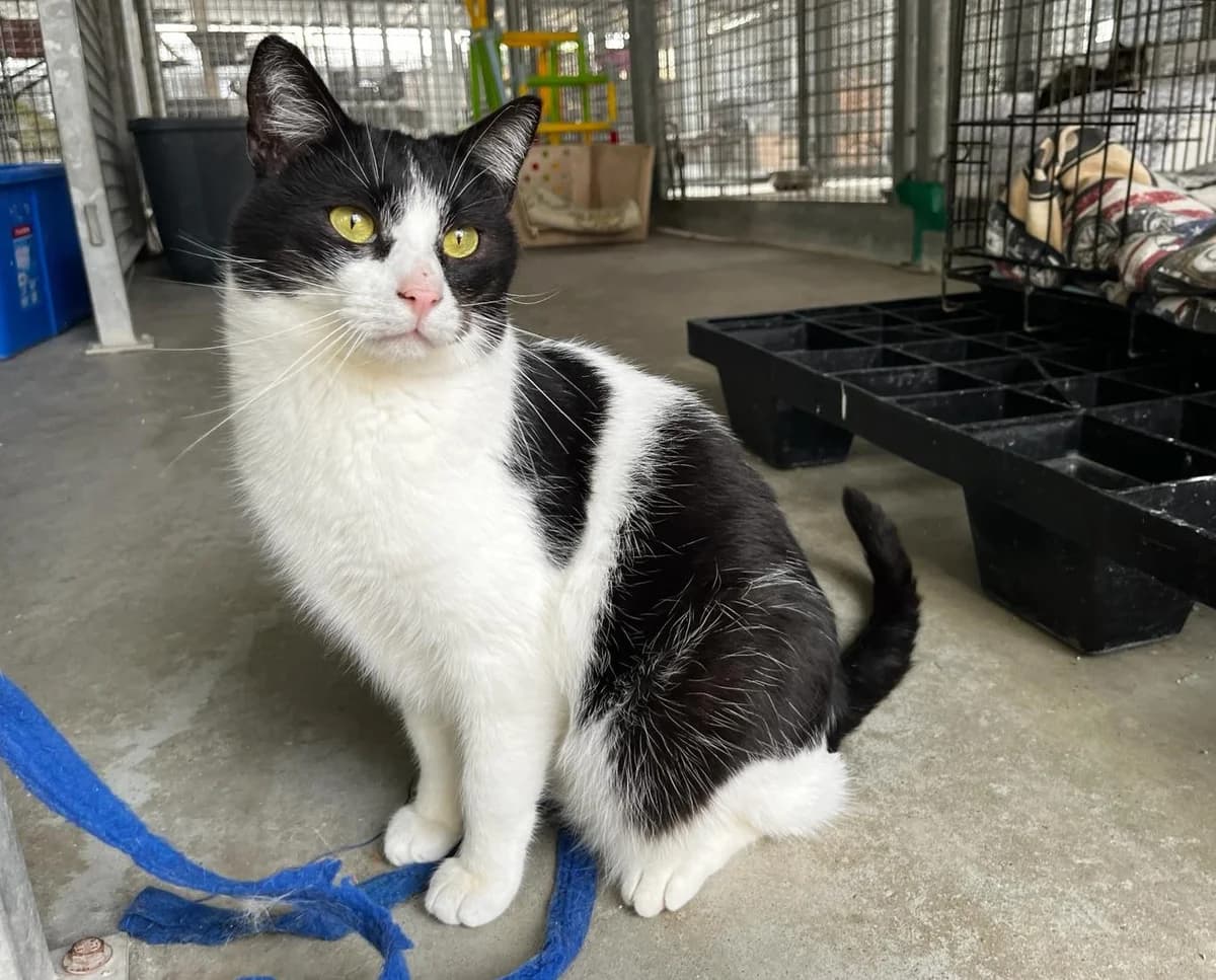 RUDOLPH, male European Shorthair for adoption at CIMPA Alcalá de Henares