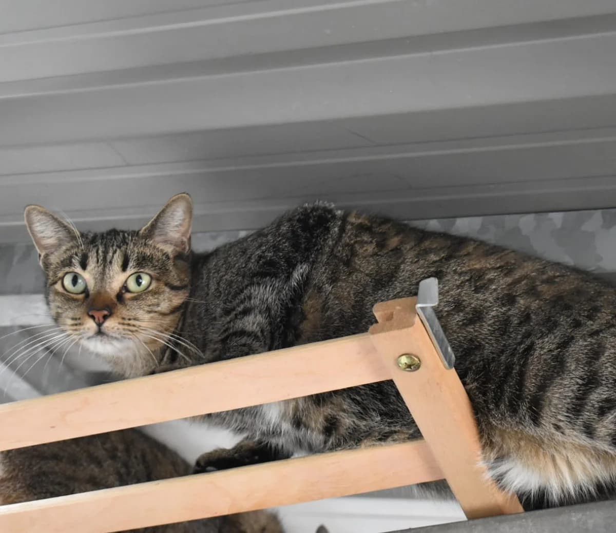 RUEDA, female European Shorthair for adoption at CIMPA Alcalá de Henares
