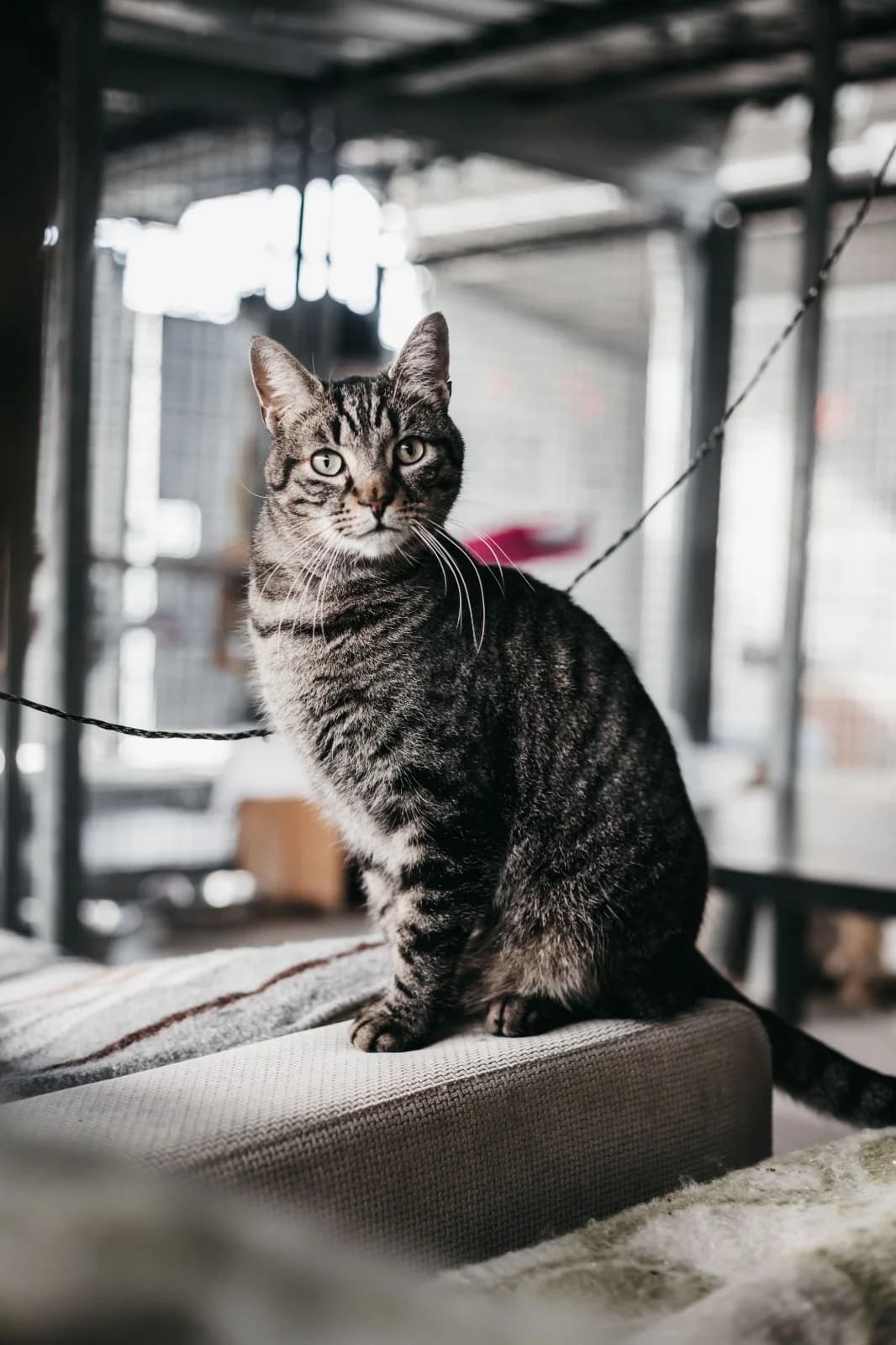 RUGBY, male European Shorthair for adoption at CIMPA Alcalá de Henares