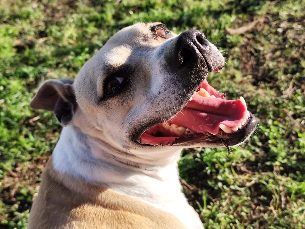 RUMBA, female Mixed Breed for adoption at CIMPA Alcalá de Henares