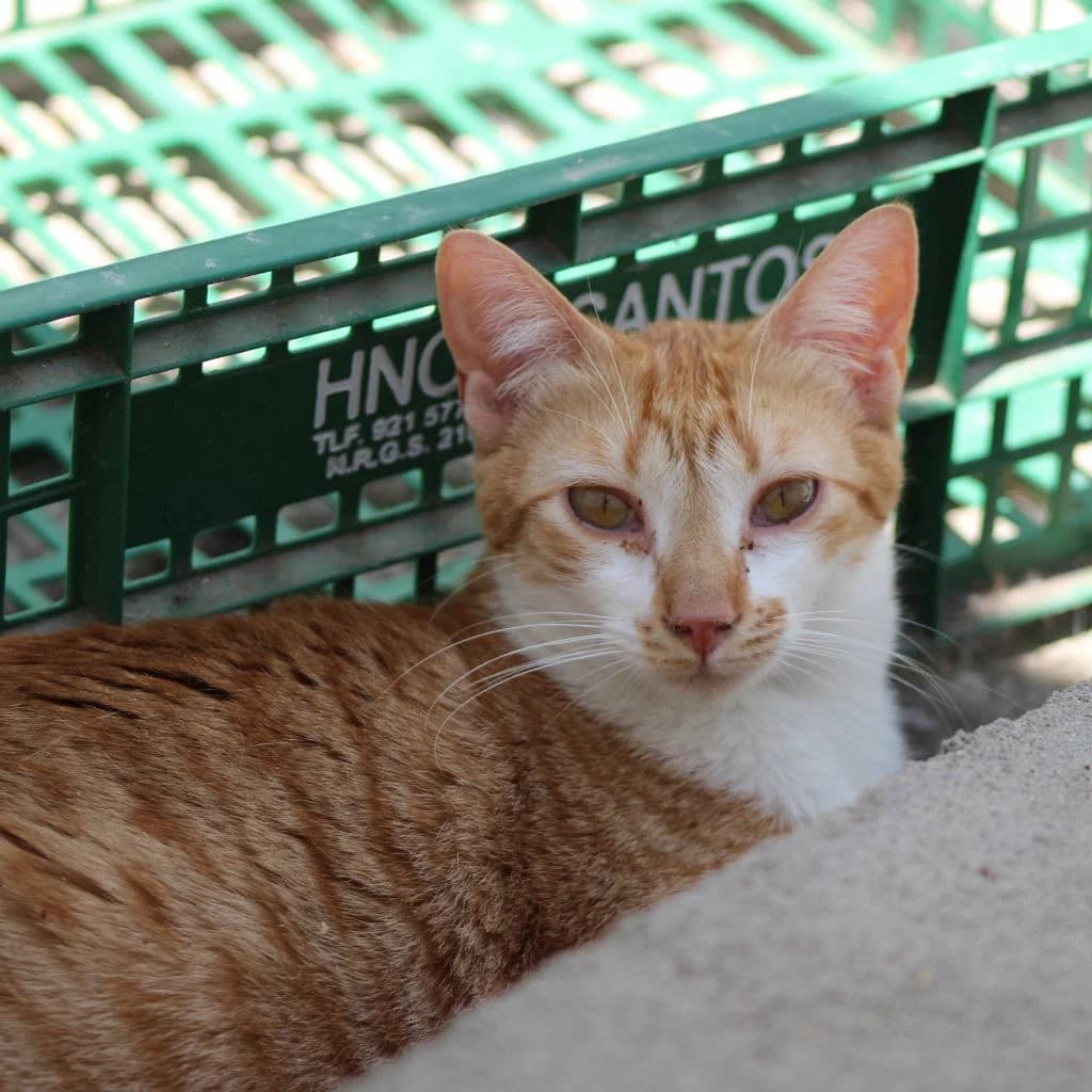 SALMOREJA, female European Shorthair for adoption at CIMPA Alcalá de Henares